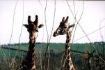 two_giraffes.jpg