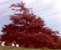 Filename=copperbeech.jpg
Filesize=41KiB
Dimensions=385x317
Date added=%718 %13, %2014 copperbeech.jpg