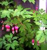 dicentra.jpg