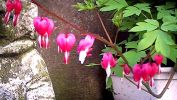 dicentra2.jpg