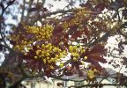 flowering_tree.jpg