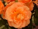 Filename=roses_1.jpg
Filesize=52KB
Dimensions=576x432
Date added=Jan 29, 2005 roses_1.jpg