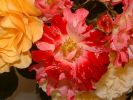 roses_4.jpg