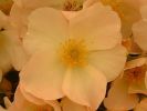 roses_5.jpg