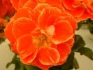 roses_6.jpg