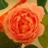 Filename=roses_8.jpg
Filesize=58KB
Dimensions=576x572
Date added=Jan 29, 2005 roses_8.jpg