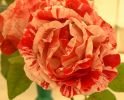 roses_9.jpg