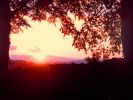sunset-trees.jpg