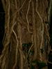 Filename=tree.jpg
Filesize=47KiB
Dimensions=324x432
Date added=%718 %13, %2014 tree.jpg