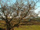 Filename=tree_in_winter.jpg
Filesize=273KiB
Dimensions=768x576
Date added=%718 %13, %2014 tree_in_winter.jpg