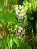 wisteria.jpg