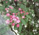 Filename=blossom_01.jpg
Filesize=801KiB
Dimensions=960x851
Date added=%799 %13, %2014 blossom_01.jpg