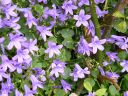Filename=campanula.jpg
Filesize=497KiB
Dimensions=800x600
Date added=%799 %13, %2014 campanula.jpg