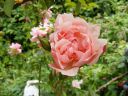 Filename=rose_albertine.jpg
Filesize=348KiB
Dimensions=800x600
Date added=%799 %13, %2014 rose_albertine.jpg
