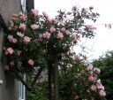 Filename=rose_albertine_in_full_bloom.jpg
Filesize=558KiB
Dimensions=800x709
Date added=%799 %13, %2014 rose_albertine_in_full_bloom.jpg