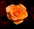 Filename=mini_rose2.jpg
Filesize=18KB
Dimensions=420x360
Date added=Jan 29, 2005 mini_rose2.jpg