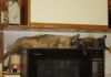 Filename=Cats_find_a_warm_spot.jpg
Filesize=57KB
Dimensions=834x585
Date added=May 04, 2007 Cats_find_a_warm_spot.jpg
