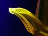 Filename=cadmium2a.jpg
Filesize=22KB
Dimensions=400x300
Date added=Nov 19, 2006 cadmium2a.jpg